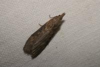 Lamoria anella