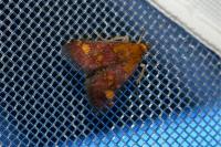 Pyrausta aurata