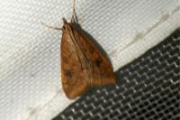 Udea ferrugalis