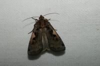 Xestia c-nigrum