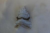 Meganola albula