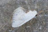 Cilix glaucata/hispanica