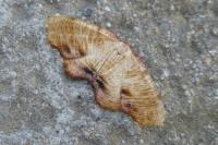Plagodis dolabraria