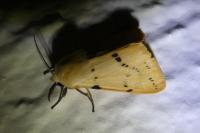 Spilarctia lutea