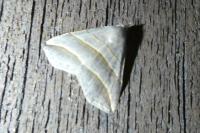 Colobochyla salicalis