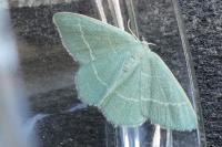 Chlorissa cloraria