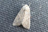 Anarta trifolii