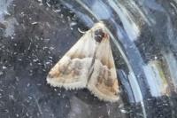 Eublemma parva