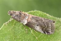 Acrobasis legatea