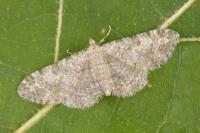 Eupithecia semigraphata