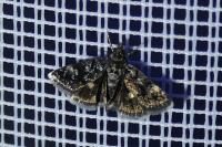 Heliothela wulfeniana