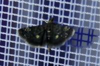 Heliothela wulfeniana