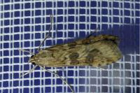 Nomophila noctuella