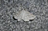 Perconia strigillaria