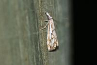 Catoptria falsella