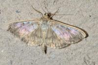 Patania ruralis