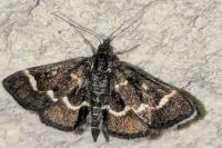 Pyrausta nigrata