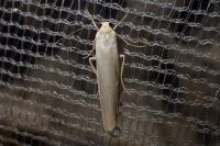 Eilema caniola