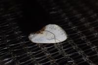 Cilix glaucata