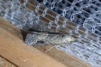 Schrankia costaestrigalis