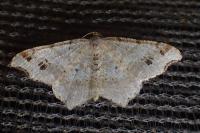 Macaria alternata