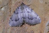 Triphosa tauteli