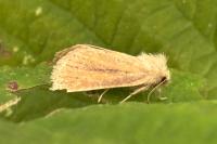 Denticucullus pygmina