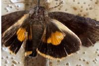 Noctua janthina