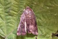 Noctua janthina