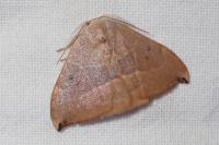 Watsonalla uncinula