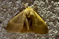 Lasiocampa quercus quercus