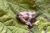 Elaphria venustula