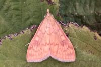 Ostrinia nubilalis