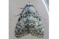 Meganola strigula