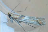 Ancylosis cinnamomella
