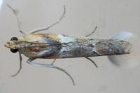 Ancylosis cinnamomella