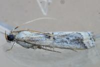 Pempelia genistella