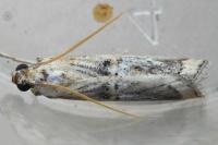 Pempelia genistella