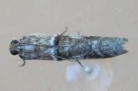Pseudacrobasis tergestella