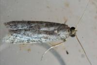 Ephestia