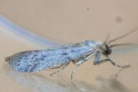 Ephestia