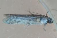 Ephestia