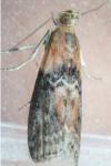 Sciota adelphella
