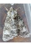 Acronicta megacephala