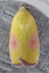 Earias roseifera