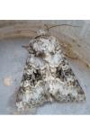 Hecatera bicolorata