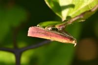 Oncocera semirubella