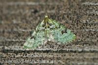 Chloroclystis v-ata