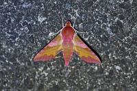 Deilephila porcellus