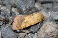 Pyrrhia umbra